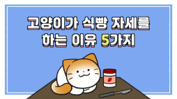 비마이펫_고양이식빵자세