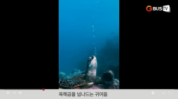 요즘이슈_02_육해공을넘는귀여움