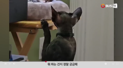 요즘이슈_01_동물_뭐하는건지궁금해