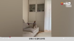 요즘이슈_01_동물_언제나곁에있어줘