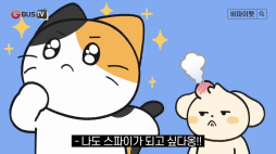 비마이펫_스파이고양이