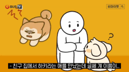 비마이펫_충견