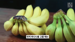 백년밥상_바나나편