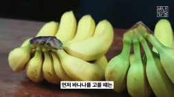 백년밥상_바나나편