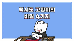 비마이펫_턱시도고양이